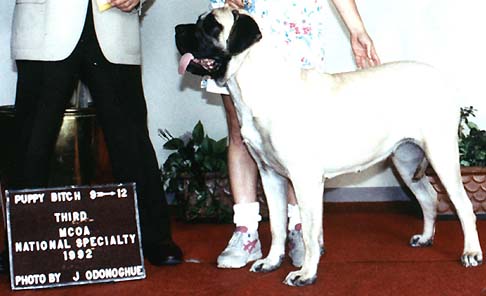 Hattie palcing 3rd in her class at the 1992 MCOA National Specialty.