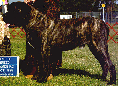 Tank winning Best of Breed as a pup.