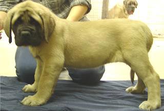 Blondie at 8 weeks.