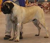 Merlin