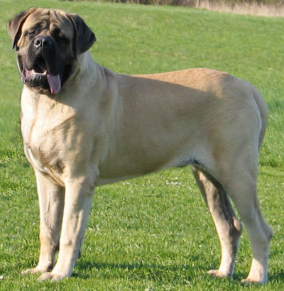 Jackson