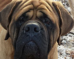 Opie