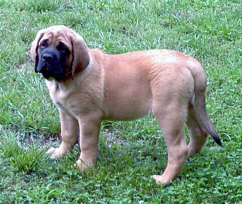 Opie