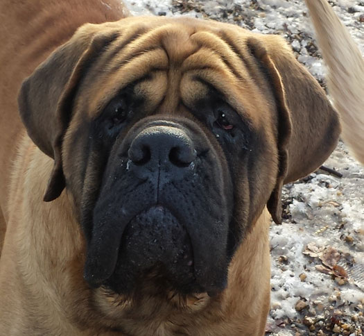 Opie