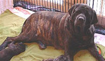 Roxie