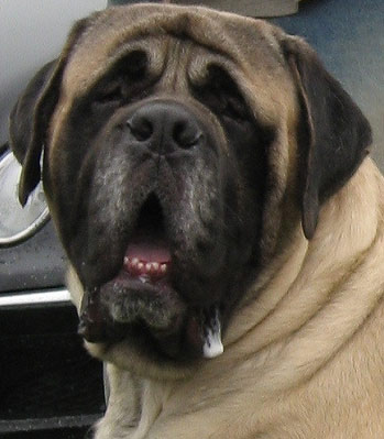 Thor