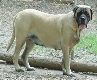 Yeti at 2.5 years of age.